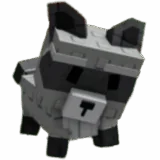 Raccoon
