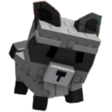 Raccoon